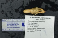 Procambarus escambiensis image